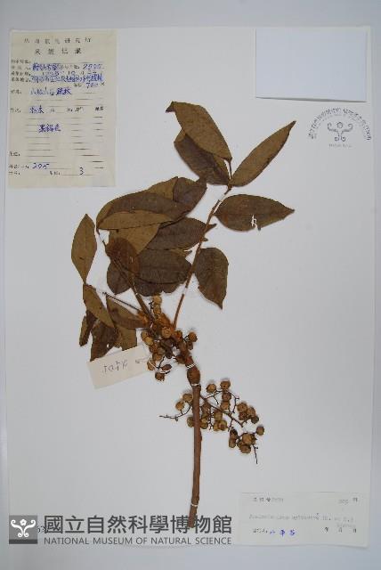 木蜡樹、野漆樹藏品圖，第1張