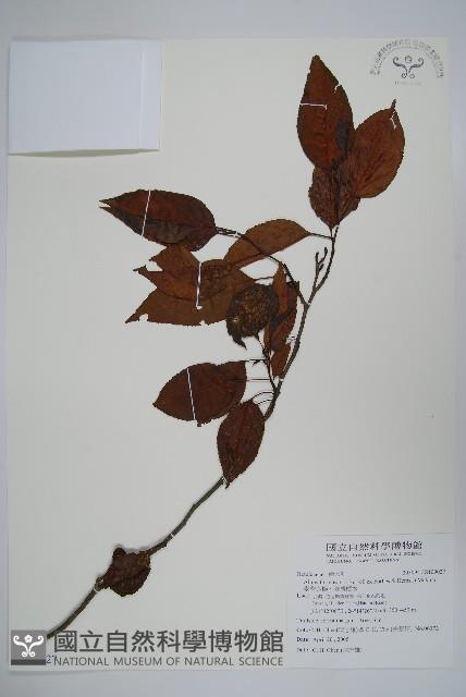 臺灣赤楊、臺灣榿木藏品圖，第1張