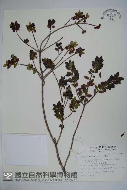 雲南冬青藏品圖，第1張