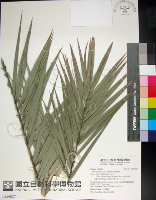 台灣海棗藏品圖，第1張