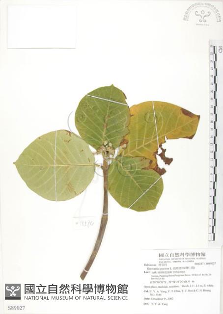 葛塔德木、欖仁舅藏品圖，第1張