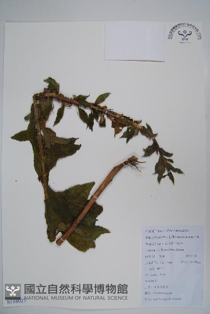 江南山梗菜藏品圖，第1張