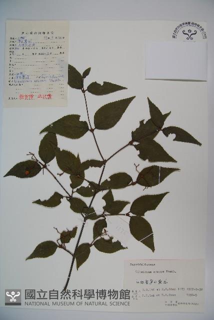 松田氏莢迷、宜昌莢迷藏品圖，第1張