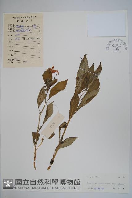 綠萼鳳仙花藏品圖，第1張