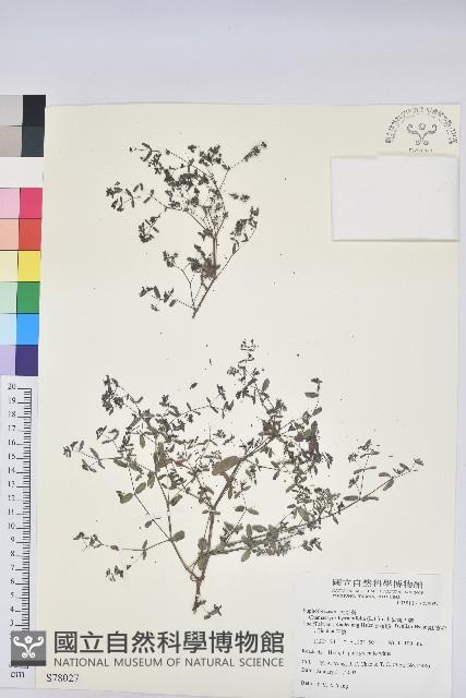 紫斑大戟藏品圖，第1張