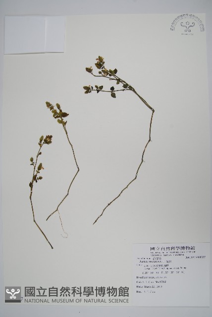 爵床藏品圖，第1張