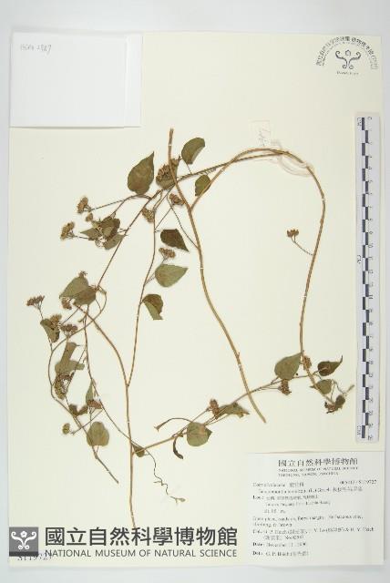 娥房藤藏品圖，第1張