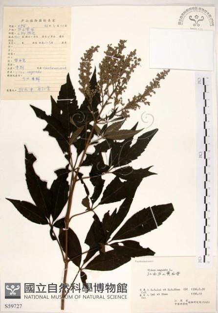 黃荊藏品圖，第1張