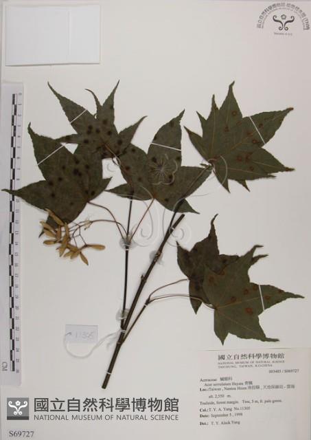 青楓藏品圖，第1張