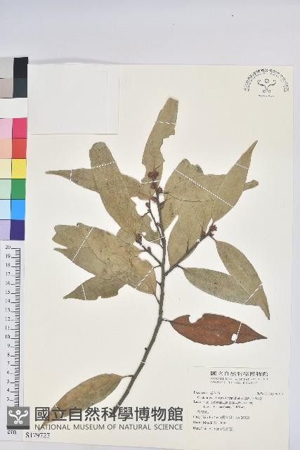 火燒柯、栲樹藏品圖，第1張