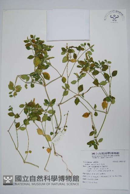 爵床藏品圖，第1張