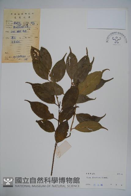 臺灣糊樗藏品圖，第1張