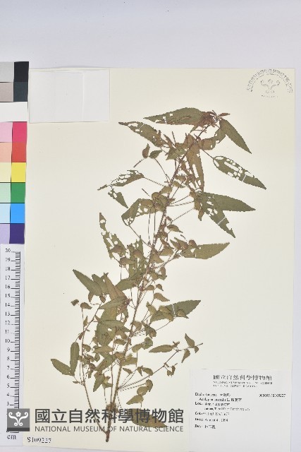鐵莧菜藏品圖，第1張