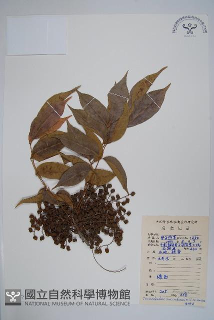 野漆、木臘樹藏品圖，第1張