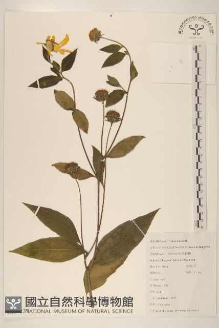 塊根向日葵藏品圖，第1張