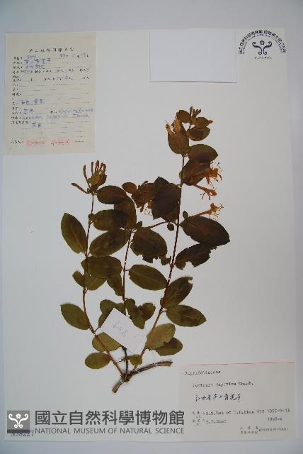 忍冬、金銀花藏品圖，第1張