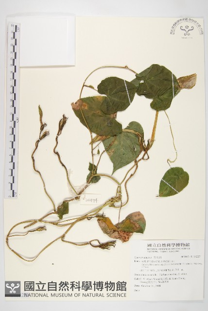 登錄號:S138227藏品圖，第1張