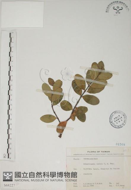 南嶺蕘花藏品圖，第1張