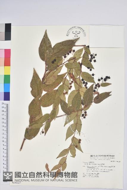 白珠樹藏品圖，第1張