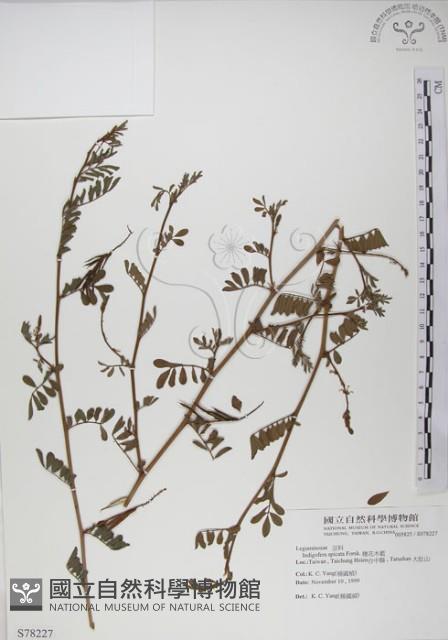 穗花木藍藏品圖，第1張