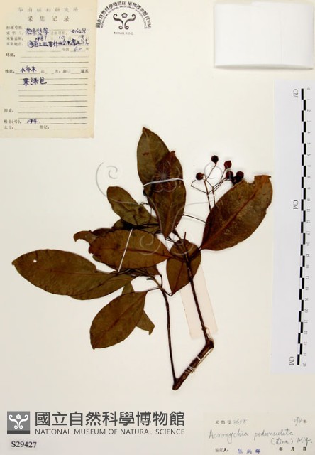 降真香藏品圖，第1張