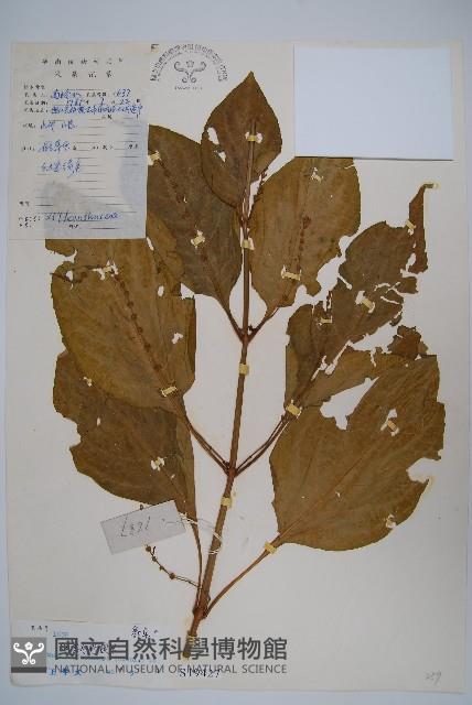 細穗序野靛果藏品圖，第1張