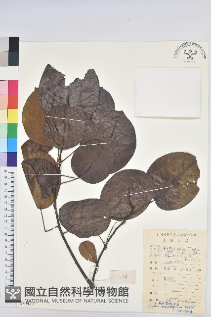 圓葉烏臼藏品圖，第1張