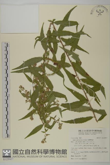 臺灣馬蘭藏品圖，第1張