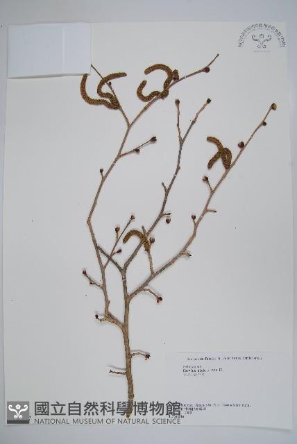 日本榛藏品圖，第1張