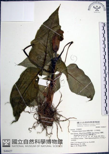 申跋、油跋、小天南星藏品圖，第1張