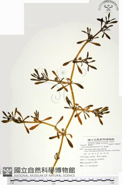 海馬齒藏品圖，第1張