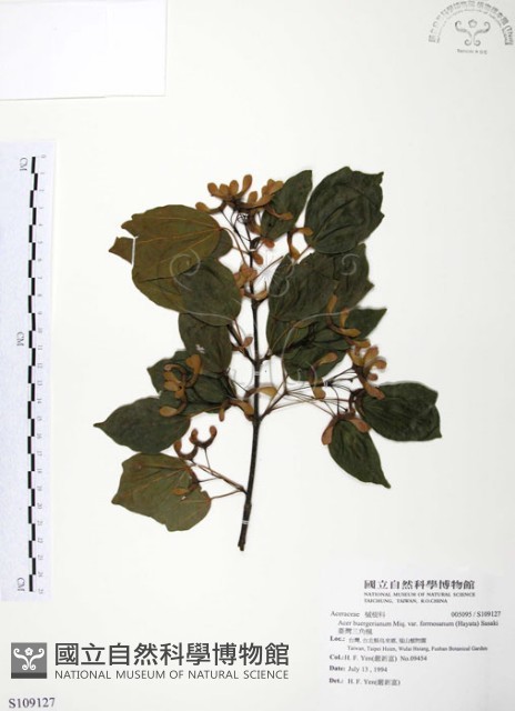 臺灣三角楓藏品圖，第1張