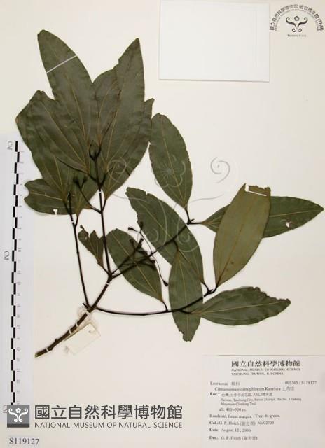 土肉桂藏品圖，第1張