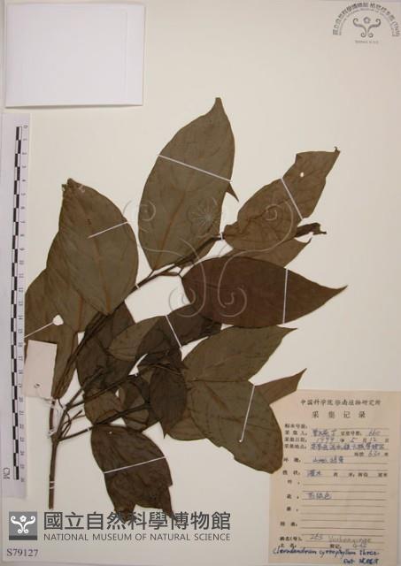 大青藏品圖，第1張