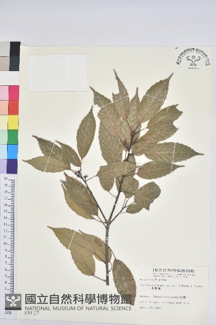 青剛櫟、鐵椆藏品圖，第1張