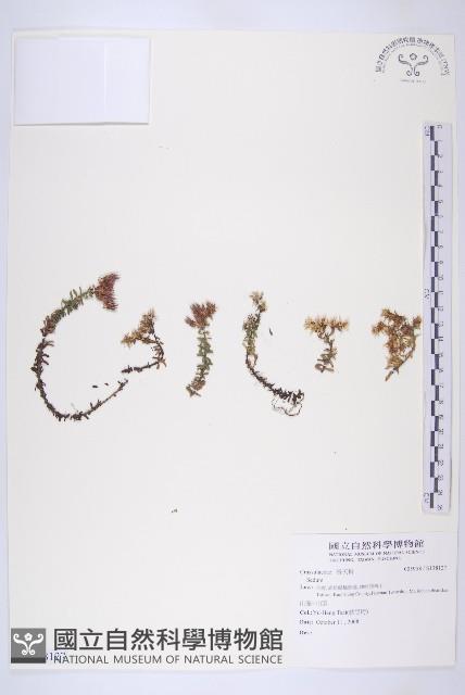 登錄號:S138127藏品圖，第1張