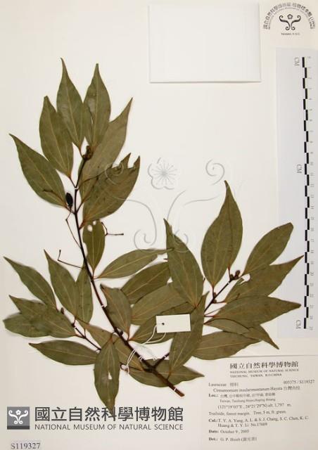 山肉桂、台灣肉桂藏品圖，第1張