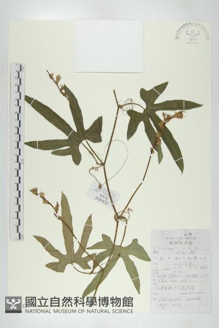 槭葉括樓藏品圖，第1張