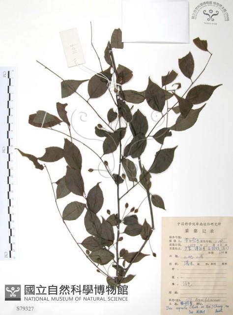 燈稱花、烏雞骨藏品圖，第1張