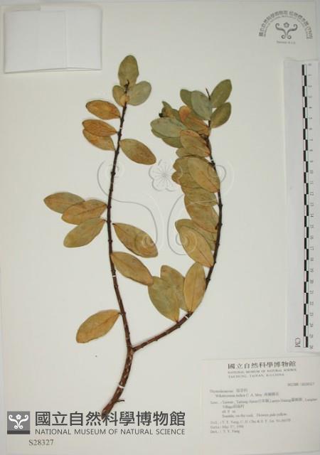 南嶺蕘花藏品圖，第1張