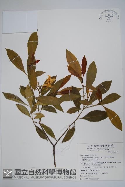 南洋馬蹄花藏品圖，第1張