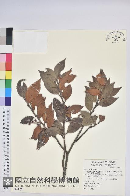 珍珠花、長尾葉越橘藏品圖，第1張