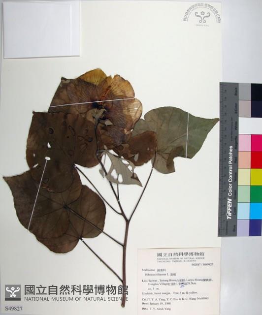 黃槿藏品圖，第1張