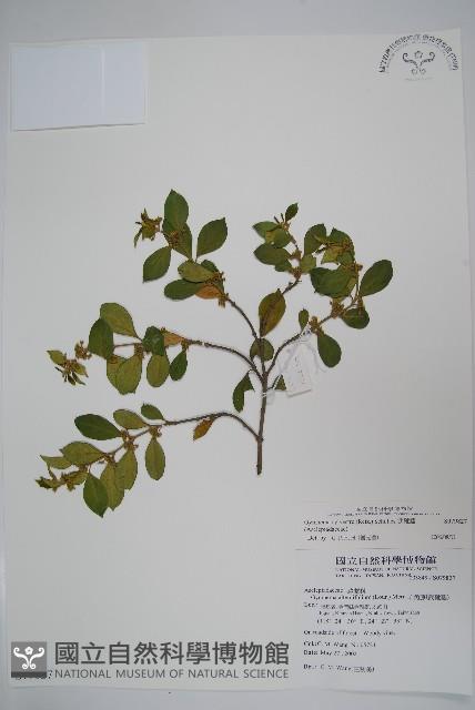 武靴藤藏品圖，第1張