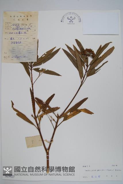 變葉樹參藏品圖，第1張