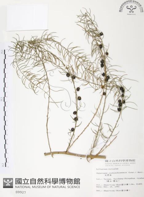 天門冬藏品圖，第1張