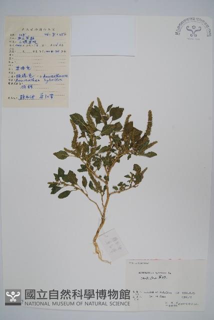 繁穗莧藏品圖，第1張