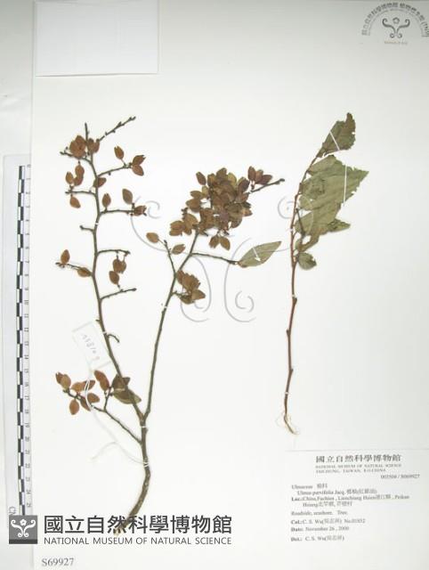 紅雞油、榔榆藏品圖，第1張