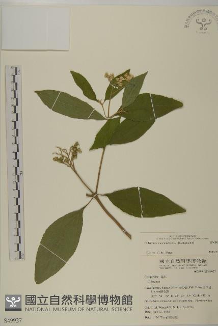 蘇利南野菊藏品圖，第1張