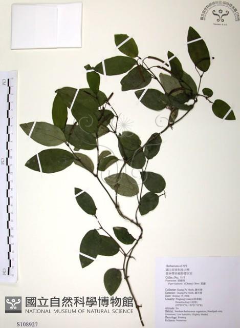 風藤藏品圖，第1張